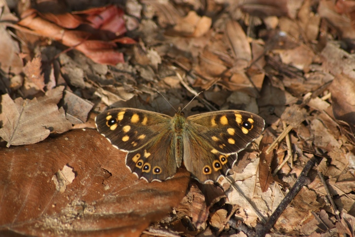 Farfalle da ID